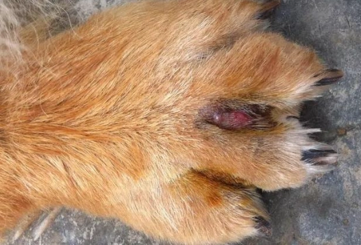 趾間炎治療藥膏