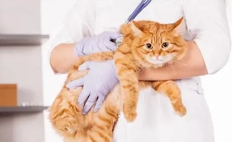 貓瘟會傳染給人類嗎