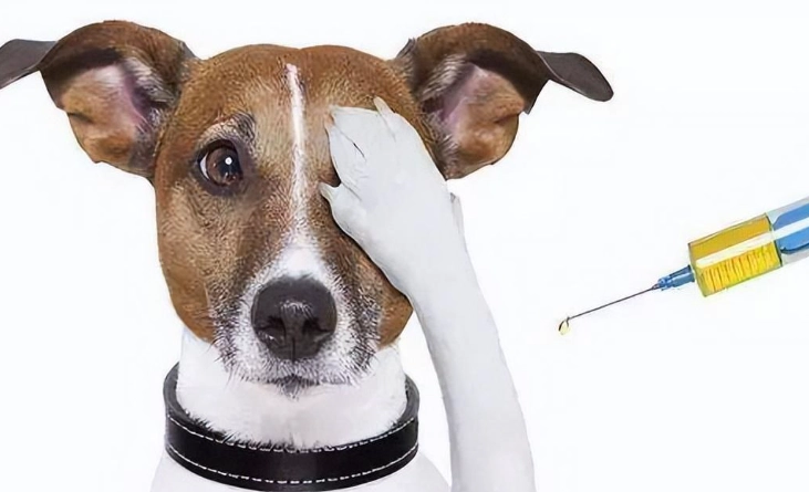 狗狗狂犬疫苗注意事項