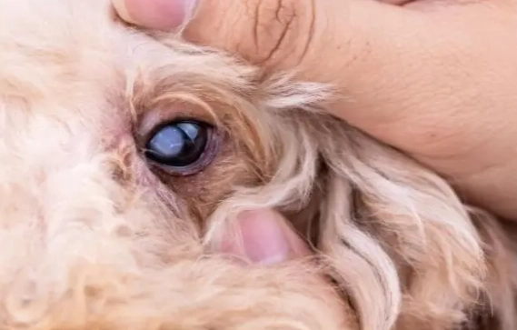 狗狗眼睛混浊