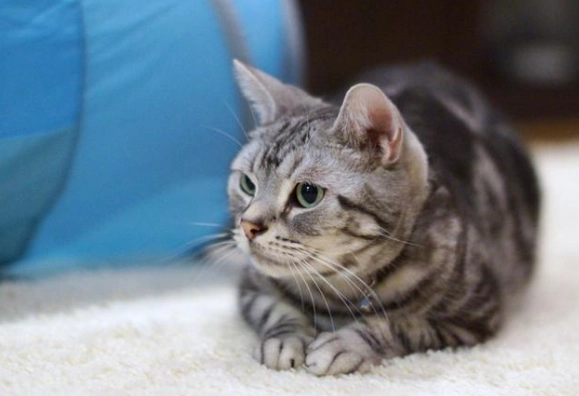 貓咪不舒服撒嬌