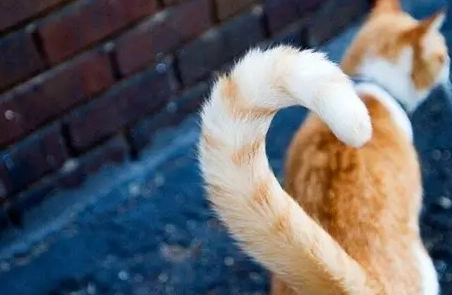 貓咪尾巴豎直意思