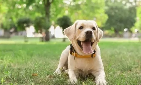 拉布拉多犬飼養