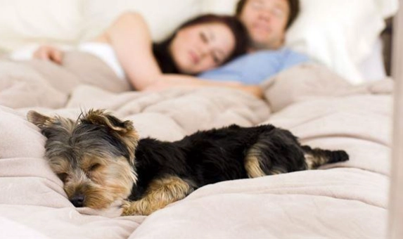 與狗同睡好處