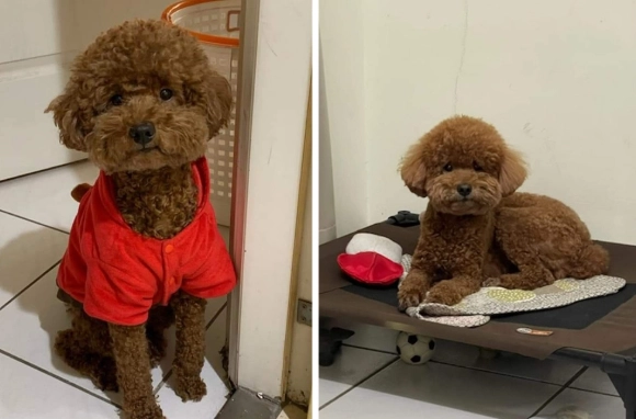 台灣貴賓狗領養機構