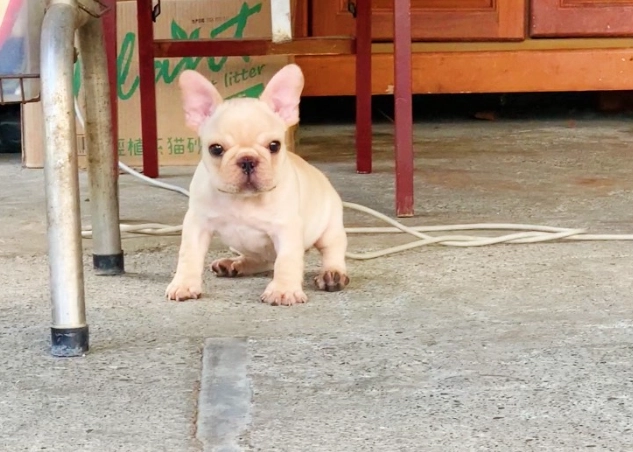 法國鬥牛犬繁殖