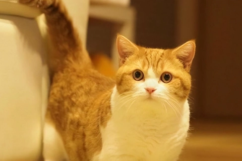 如何延長曼赤肯壽命