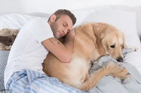 與狗同睡注意事項