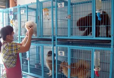 寵物寄養費用一個月