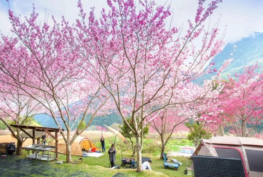 宜蘭櫻花露營