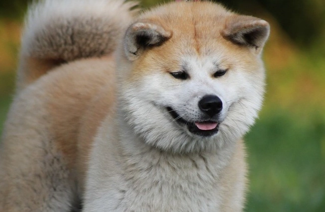 柴犬秋田犬區分