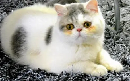 加菲貓行為分析