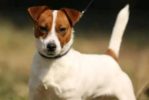 傑克羅素梗犬聰明度