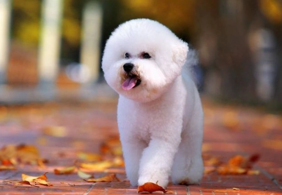 馬爾濟斯比熊混種犬