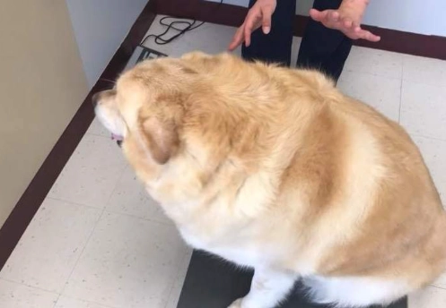 黃金獵犬體重過重