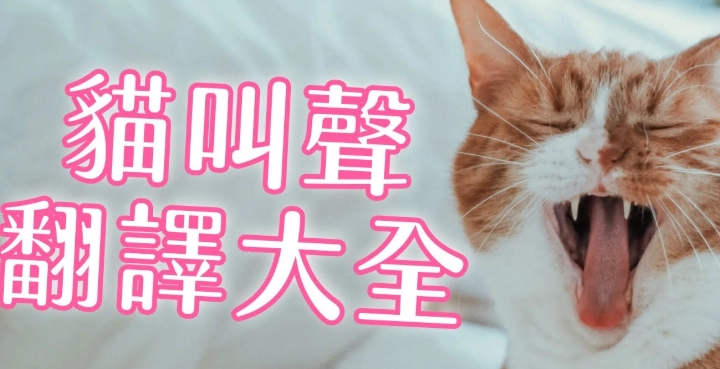 貓咪叫聲含義