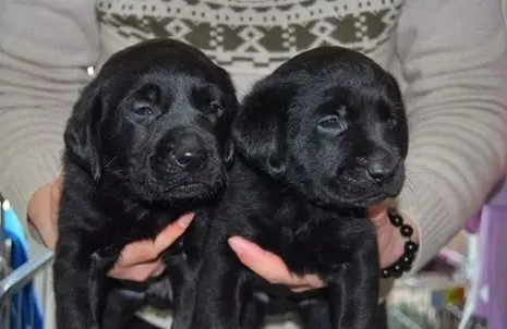 領養拉布拉多犬注意事項