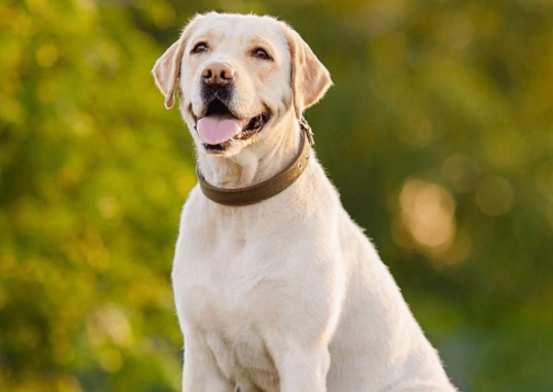 拉布拉多犬性格