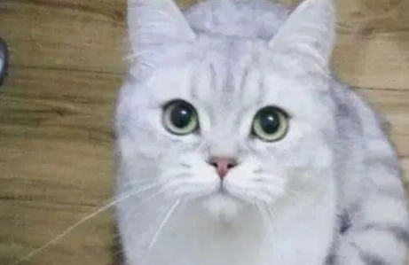 英國短毛貓扁臉