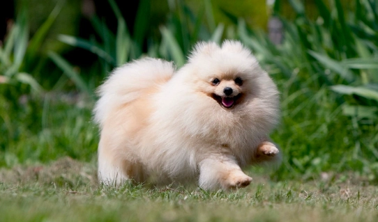 博美犬健康管理