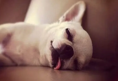 狗狗做夢會叫原因