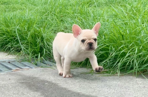 法國鬥牛犬繁殖