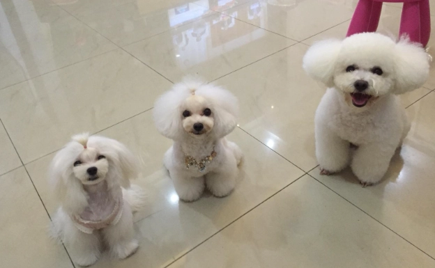 瑪爾濟斯比熊混種