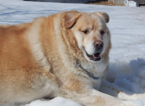 黃金獵犬體重管理