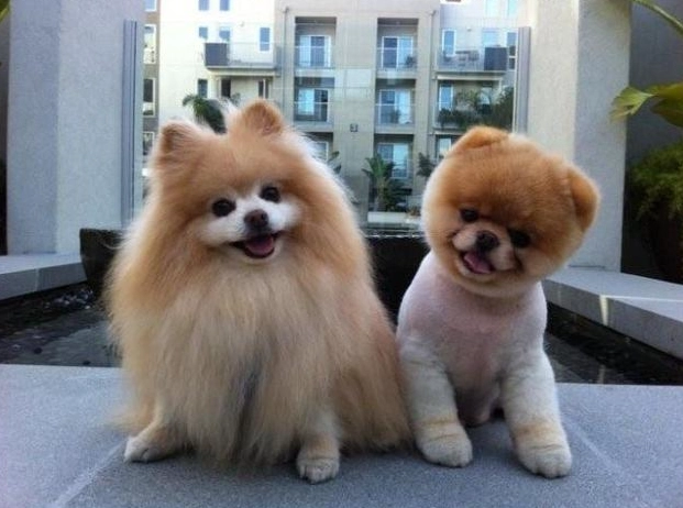 小型犬品種特徵