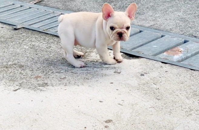 法國鬥牛犬繁殖