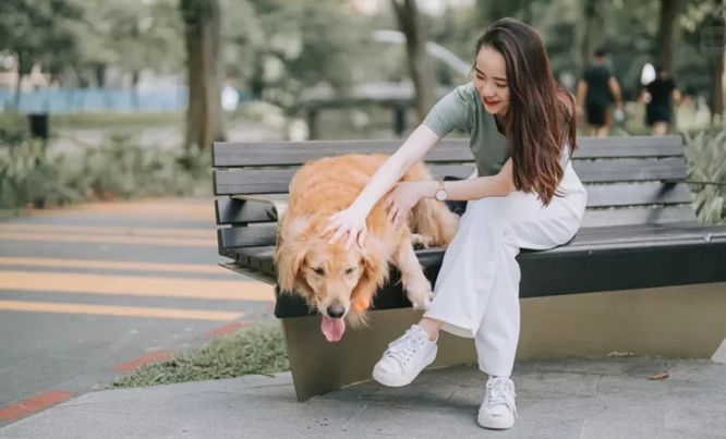 如何成為寵物保母