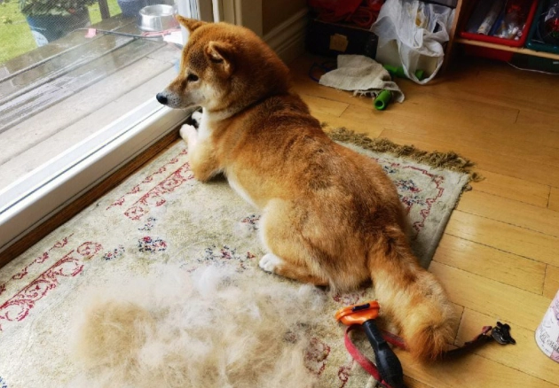 柴犬掉毛護理