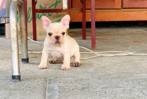 法國鬥牛犬體型標準