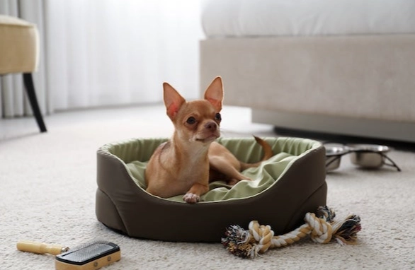 到府寵物照顧價格