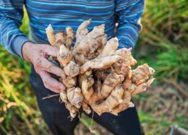 薑麻園旅遊攻略