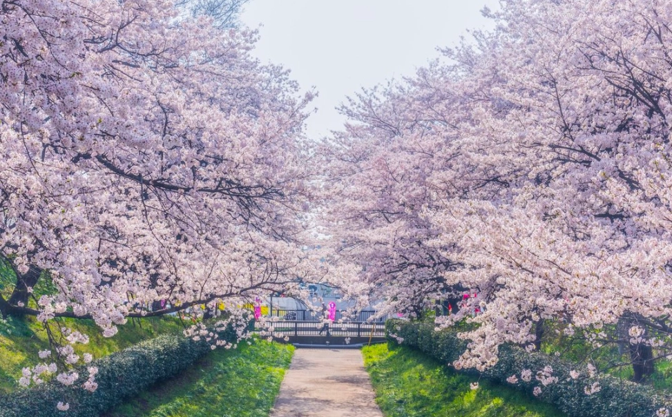 櫻花季旅遊
