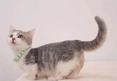 貓咪尾巴豎直意思