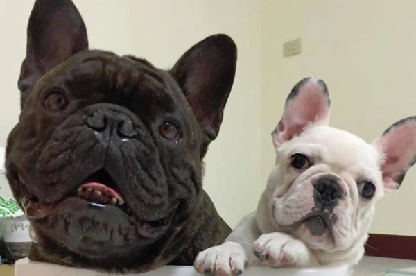 法國鬥牛犬體型標準