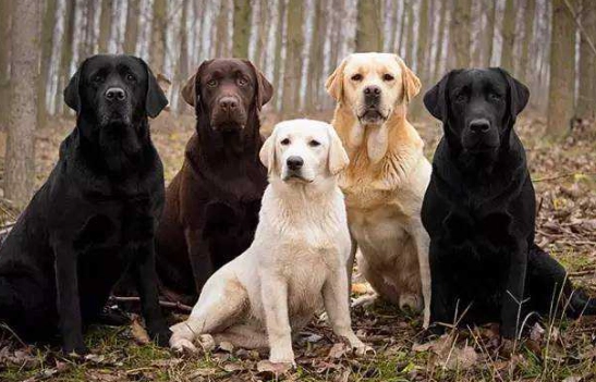 拉布拉多犬領養流程