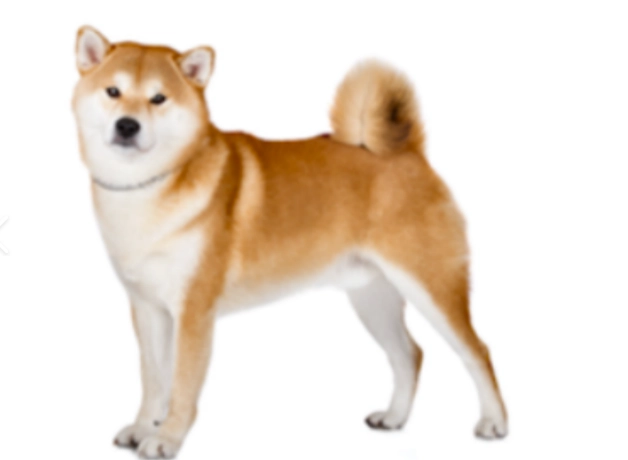 秋田犬與柴犬比較