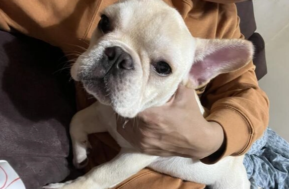 法鬥壽命影響因素