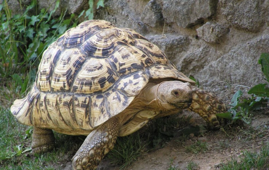 裂紋山烏龜 特徵
