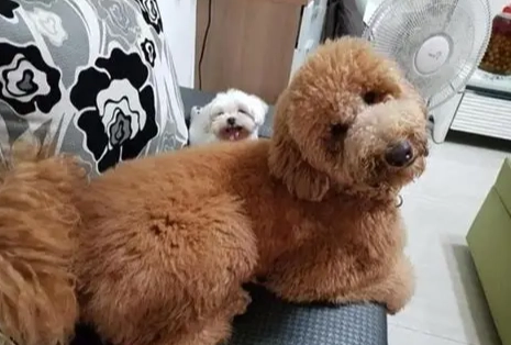 貴賓剪尾巴原因