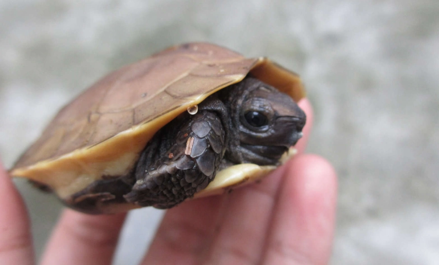 裂紋山烏龜 特徵