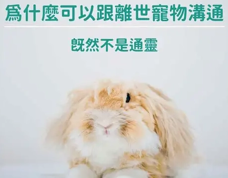 寵物溝通常見問題