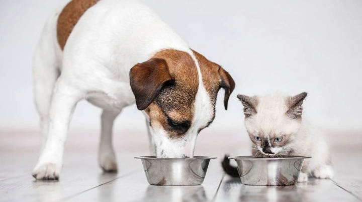 貓瘟與狗細小病毒