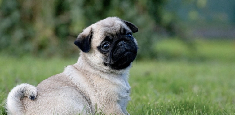 巴哥犬吠叫原因