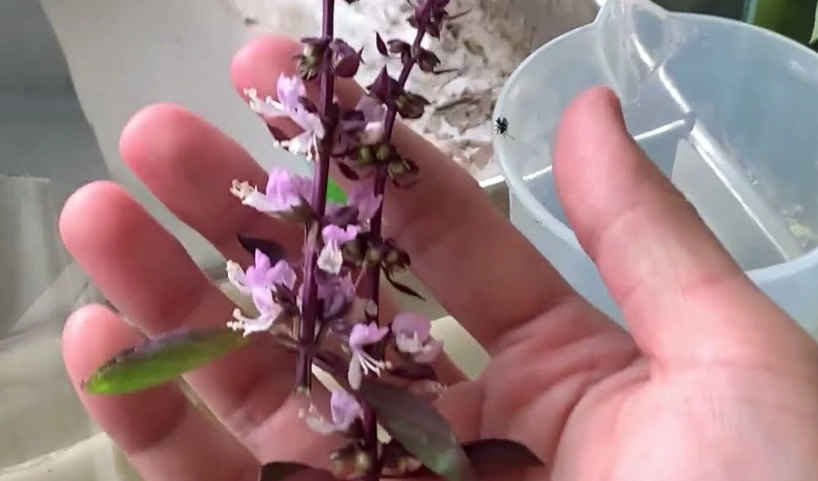 九層塔開花修剪