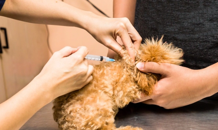 犬細小病毒預防