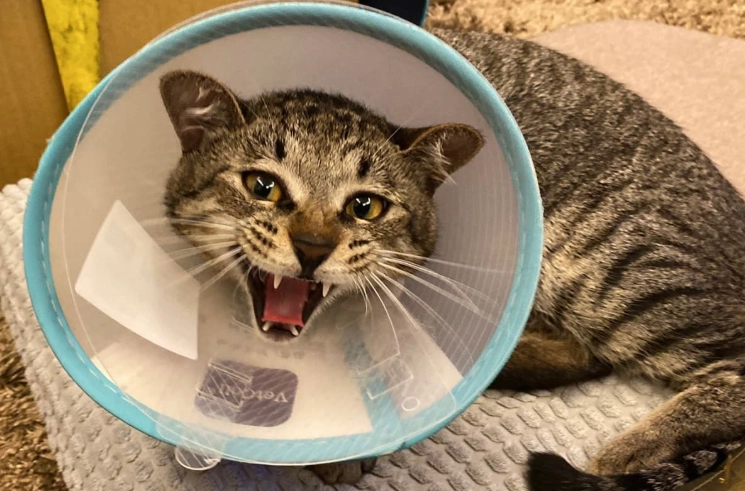 母貓術後頭套佩戴